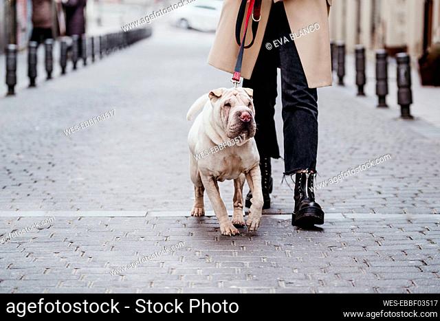 Dog with pet leash walking by woman on concrete footpath