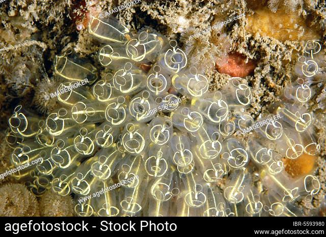 Light-bulb sea squirts (Clavelina lepadiformis), Other animals, Animals, Tunicates, Lightbulb Sea-squirt adult colony, Swanage Pier, Swanage Bay