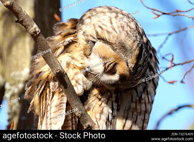 long-eared owl (Asio otus) sitting in tree, Germany