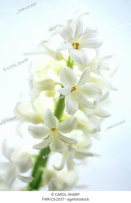 Hyacinthus - variety not identified, Hyacinth