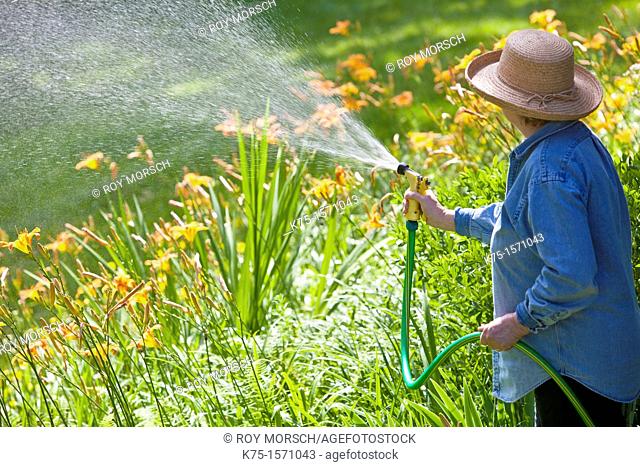 Woman watering lilies in garden