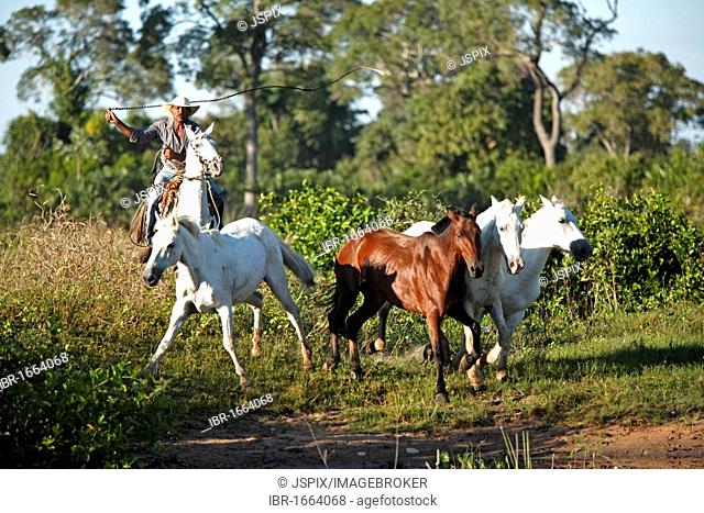 Pantanal cowboy with a whip rounding-up Pantaneiro horses, Pantanal, Brazil, South America