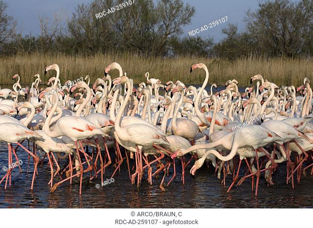 Greater Flamingoes Camargue Southern France Phoenicopterus ruber roseus