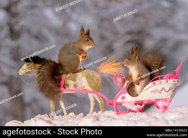 red squirrels with an sleigh and horse in snow