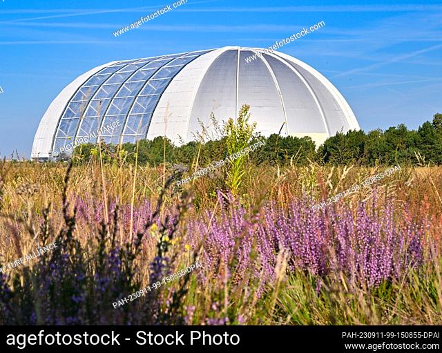 11 September 2023, Brandenburg, Krausnick: The heather blooms on the dry meadows in front of the Tropical Islands bathing paradise dome
