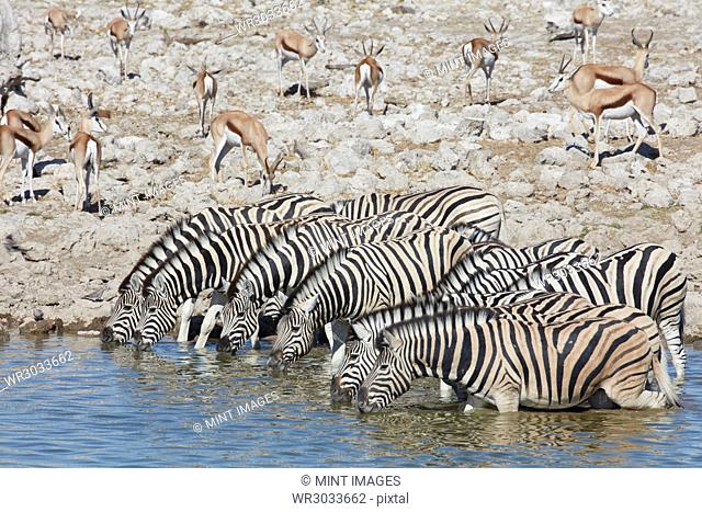 Burchell's zebra, Equus quagga burchellii, and a springbok, Antidorcas marsupialis, standing in watering hole drinking