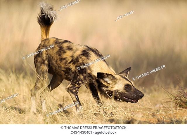 African Wild Dog Lycaon pictus - This captive animal is fed and show the same aggressive behaviour at the feeding place as it would do in the wild when...