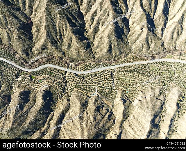 The Gor river valley is grown with cultivated olive trees (Olea eropaea). Aerial view. Drone shot. Gorafe Desert. UNESCO Granada Geopark