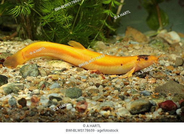 Japanese weatherfish Misgurnus anguillicaudatus, male 150 mm, orange