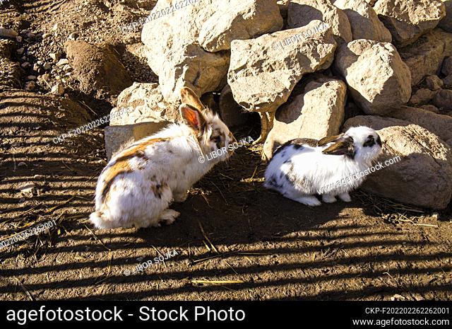 Domestic rabbit, Oryctolagus cuniculus f. domesticus, in Cumberland Wildpark in Grunau im Almtal, Upper Austria, February 23, 2022