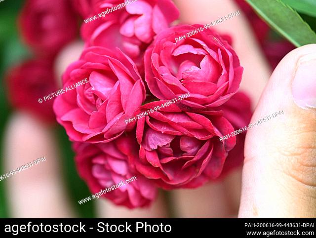 16 June 2020, Baden-Wuerttemberg, Baden-Baden: The climbing rose ""Perennial Red Domino"" is shown in the rose novelty garden on Beutig
