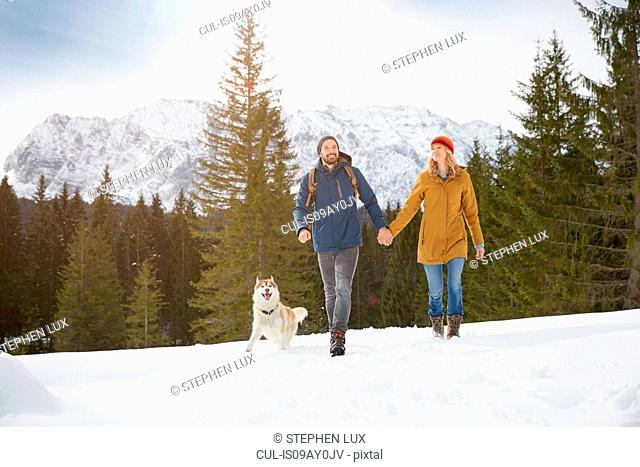 Couple walking husky in snow covered landscape, Elmau, Bavaria, Germany