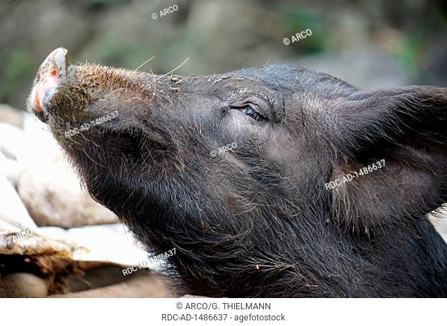 Black Domestic Pig, Sus scrofa domesticus, Valley of Paul, Ribeira do Paul, Santo Antao Island, Cape Verde, Africa