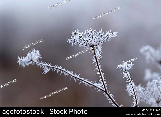 Hoar frost covers the dried up flower umbels of the fennel, Germany, Baden-Wuerttemberg