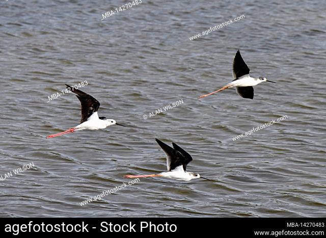 Young Black-winged Stilts (Himantopus himantopus) flying over wetland, western Cape, South Africa