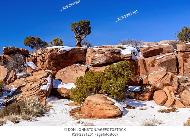 Light snow and junipers on the rocks, Dead Horse Point State Park, Utah, USA