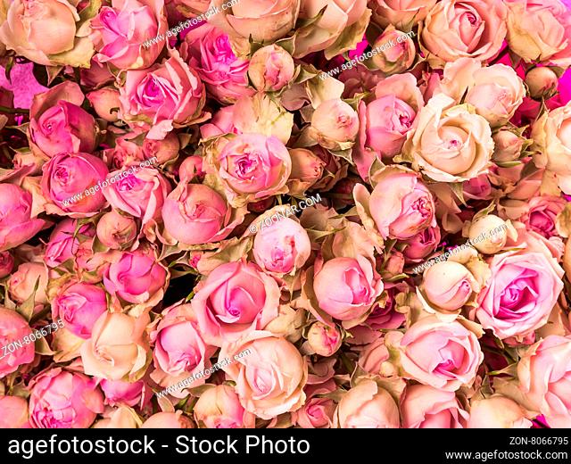Small pink roses bouquet close up