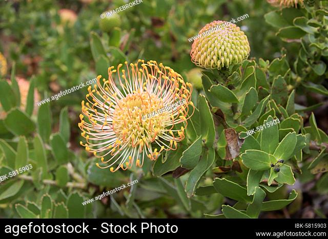 Pincuspid Protea, (Protea Leucospermum cordifolium), flower, flowering, silver tree plant, Kirstenbosch Botanical Garden, Cape Town, South Africa, Africa