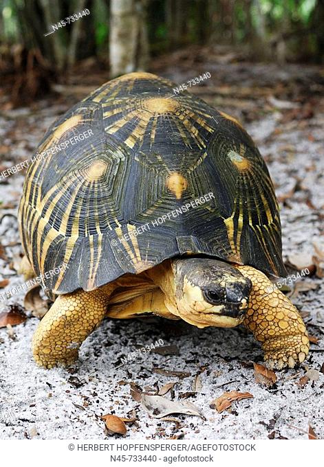 Radiated Tortoise (Geochelone radiata)