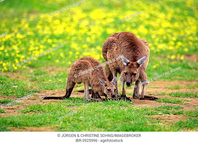 Kangaroo Island Kangaroos (Macropus fuliginosus fuliginosus), female with joey, South Australia, Australia