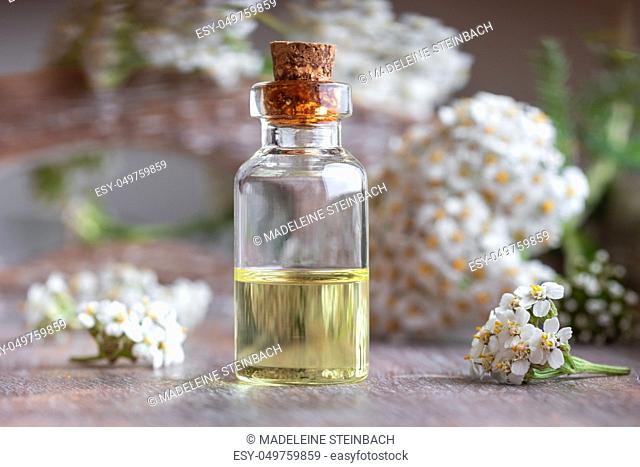 A bottle of essential oil with fresh blooming yarrow twigs in the background