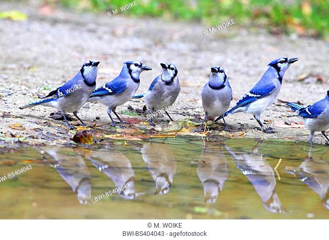 blue jay (Cyanocitta cristata), troop at water place, with mirror image, Canada, Ontario, Point Pelee National Park