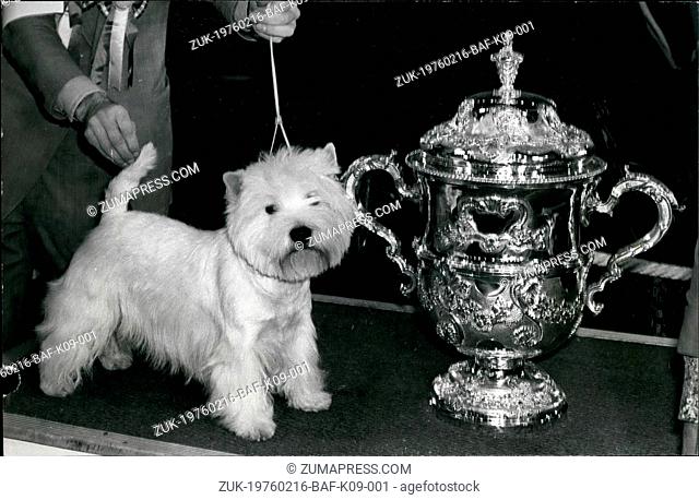 Feb. 16, 1976 - A West Highland Terrier Wins Crufts: A West Highland Terrier by the name of Bertie Buttons yesterday became the Supreme champion at Crufts Dog...