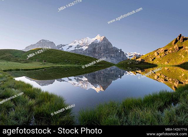 Wetterhorn in Hornseewli, Grosse Scheideck, Grindelwald, Bernese Oberland, Switzerland