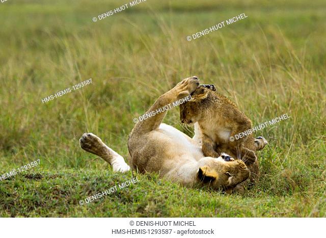 Kenya, Masai Mara national reserve, lion (Panthera leo), female and cub playing