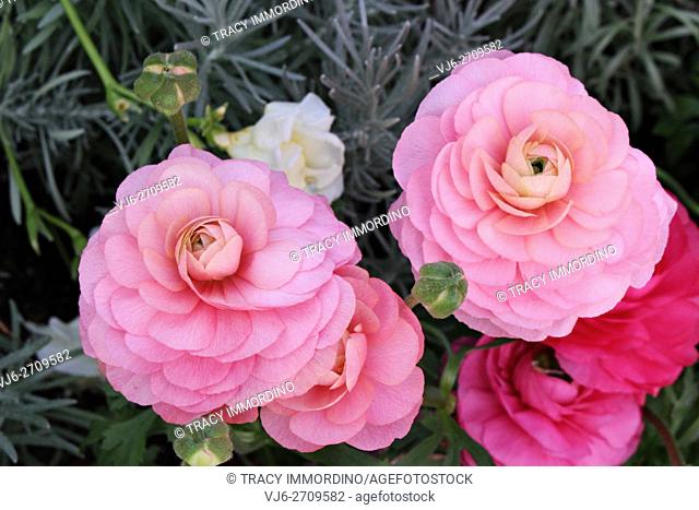 Close up of a cluster of Ranunculus in differing shades of pink, in different stages of blooming in Illinois, USA
