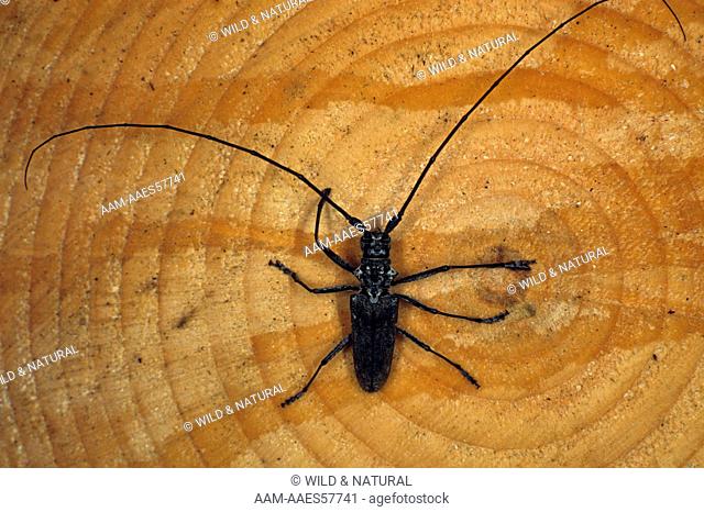 Black Pine Sawyer Beetle (Monochamus scutellatus)