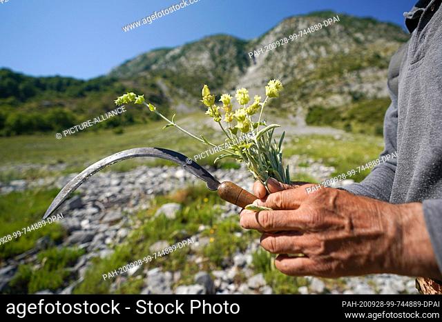 26 June 2020, Albania, Përmet: An Albanian tea collector holds a sickle and a bunch of freshly collected Greek mountain tea of the variety ""Sideritis Raeseri""...