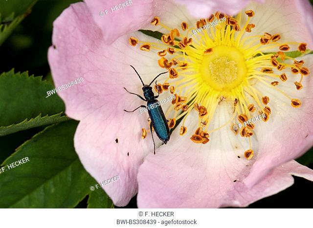 Pollen-feeding Beetle (Ischnomera spec., Ischnomera cyanea oder Ischnomera caerulea), on a wild rose flower, Germany