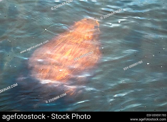 The outline of a beaver swimming underwater