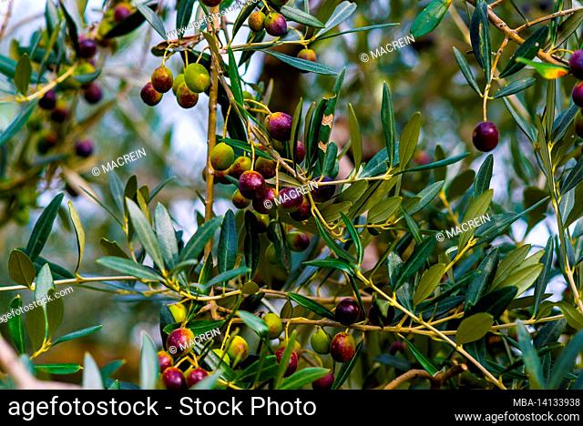 olive branches with olives, italy
