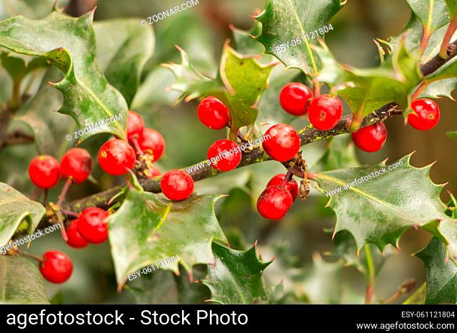 Closeup of red Christmas holly berries outdoors