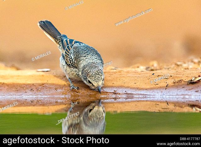 Europe, Spain, Province of Castilla-La Mancha, private property, woodchat shrike(Lanius senator) , juvenile on the ground near a water hole