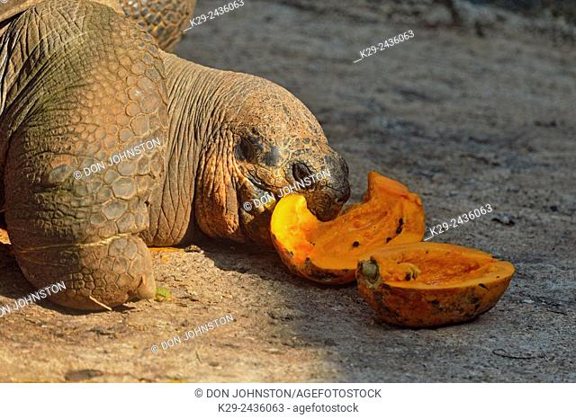 Galapagos giant tortoise (Geochelone elephantopus) Captive specimen 'Pepe', Galapagos Islands National Park Visitor Interpretation Centre
