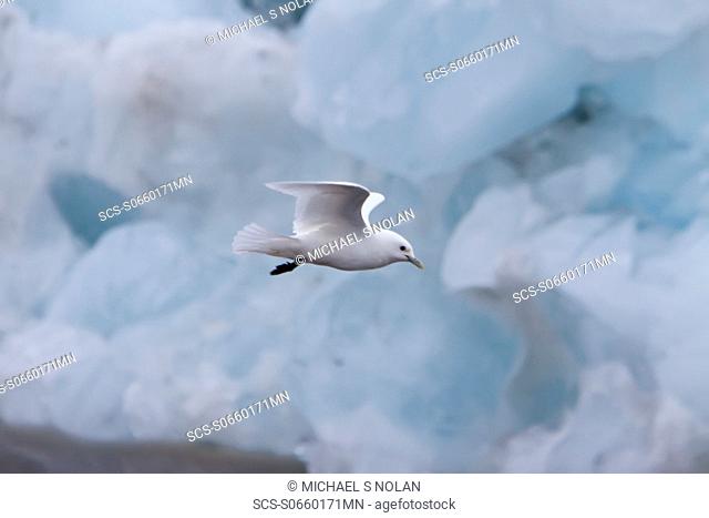 An adult ivory gull Pagophila eburnea near Monaco Glacier on the north side of Spitsbergen in the Svalbard Archipelago in the Barents Sea