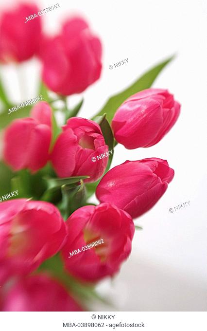 Tulip-bouquet, detail, fuzziness, flowers, flower-bouquet, bouquet, spring-bouquet, cut-flowers, spring-flowers, tulips, blooming, pink, pink, blooming, spring