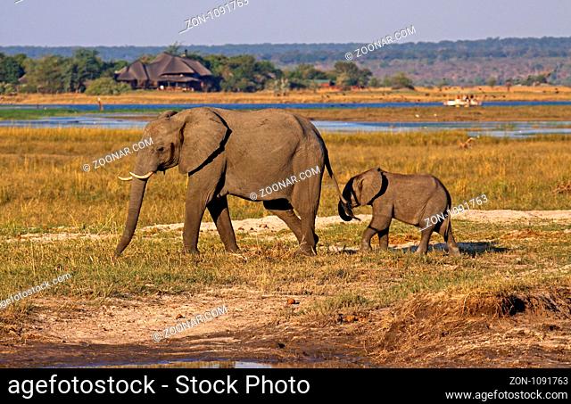 Afrikanische Elefanten (Loxodonta africana) mit Nachwuchs am Chobe-Fluss, Botswana