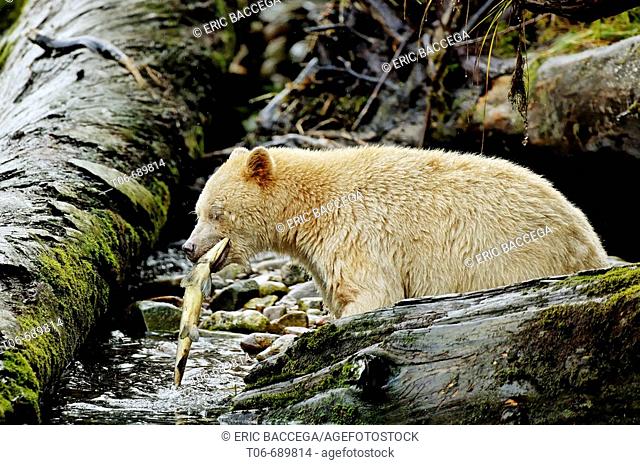 Spirit bear (Ursus americanus Kermodei) fishing salmon, Princess Royal Island, British Columbia, Canada. This bear is a rare subspecie of the american black...