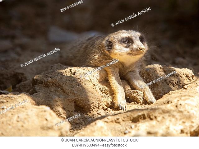 Meerkat lying on the sand with the head on sun and the body on shadow