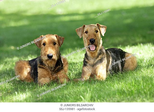 two Airedale Terrier - lying on meadow restrictions: Tierratgeber-Bücher / animal guidebooks , Zeitschriften / magazines till 4/2008
