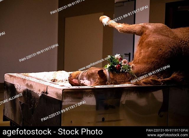 25 January 2022, Lower Saxony, Blender: A deceased horse lies on the hearth cart at the ""dank & treu"" equine crematorium shortly before its cremation
