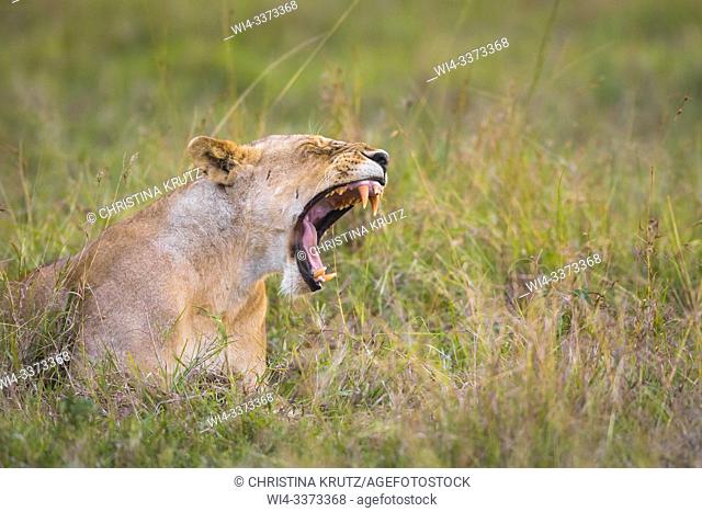 Lioness (Panthera leo) yawning, Masai Mara National Reserve, Kenya