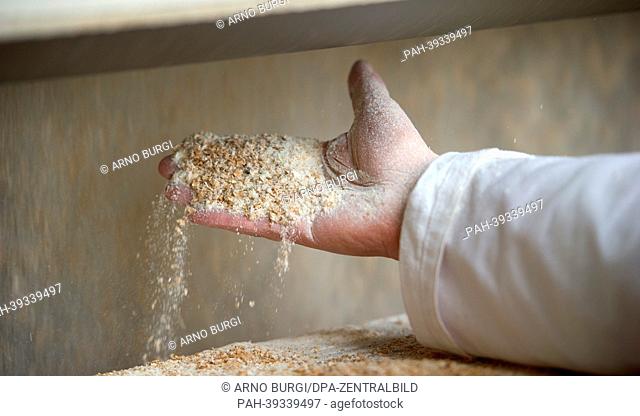 An employee of 'Dresdener Mühle' (Corn mill Dresden) shows the grinded grain during a press tour in Dresden, Germany, 07 May 2013