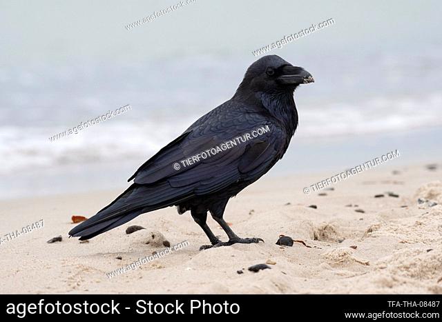 Northern Raven at the beach