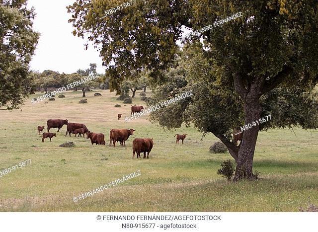 Vacas de raza Retinta  Trujillo  Cáceres  Extremadura  España