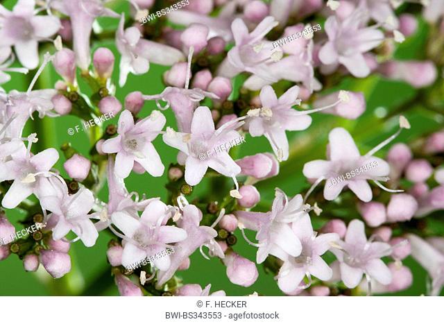 common valerian, all-heal, garden heliotrope, garden valerian (Valeriana officinalis), flowers, Germany